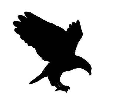 Bald eagle flying vector silhouette illustration isolated イラスト素材