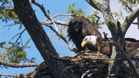 Bald eagle flys in with catch for 12-week old nestling, slomo , 4k, audio Stock Footage 280718303