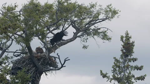 Bald eagle flys mallard hen to nest, in flight, slomo, rare, spectacular 4k Stock Footage 277287374