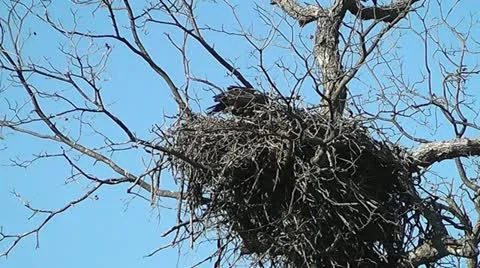 Bald Eagle Flys From Nest in Llano Texas, Slow Motion Stock Footage 22037192