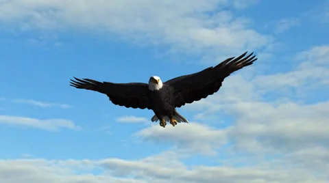 Bald Eagle flys in the sky Stockbeeldmateriaal 36552935