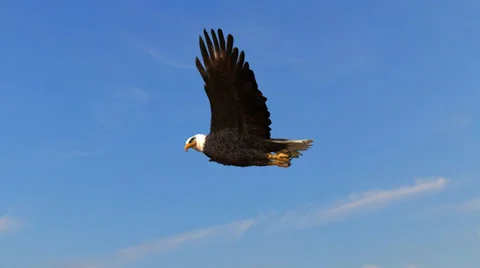Bald Eagle flys in the sky Stock-Footage 36556113