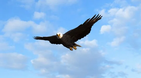 Bald Eagle flys in the sky Stock-Footage 36556820