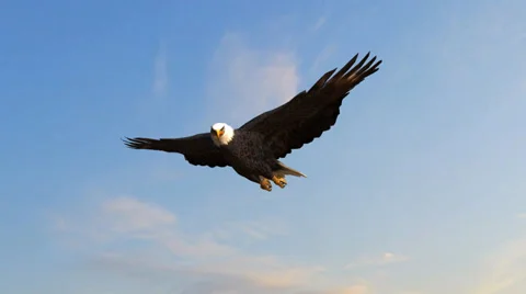 Bald Eagle flys in the sky Stock Footage 36557220