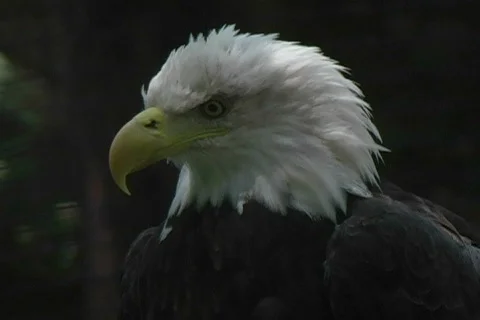 Bald Eagle Stock Footage