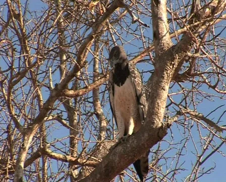 Bald Eagle Video stock 558907