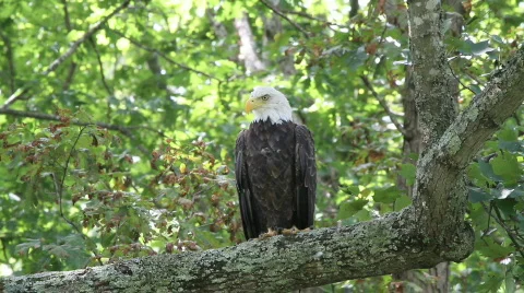 Bald Eagle  Video stock 786775