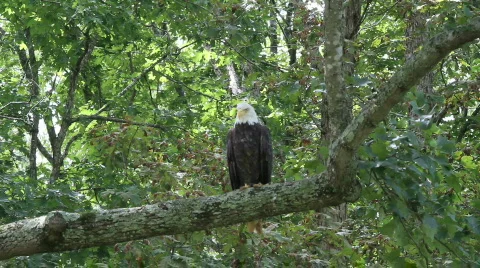 Bald Eagle  Video stock 786849