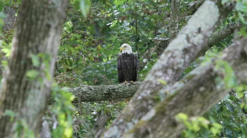 Bald Eagle  Video stock 786900