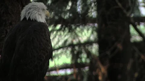 Bald eagle Video stock 948511