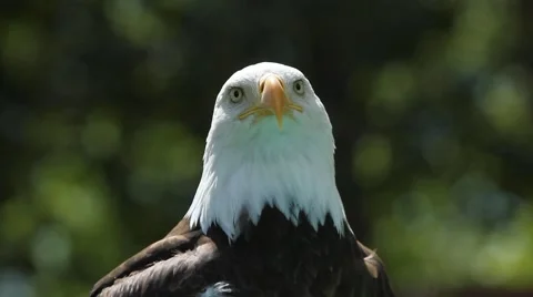 Bald Eagle Video stock 2361624