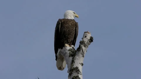 Bald Eagle Stock Footage 2803390