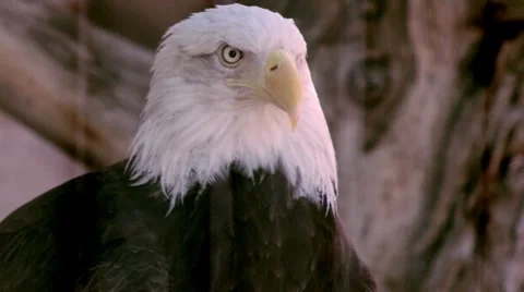 Bald Eagle Stock Footage 8630177