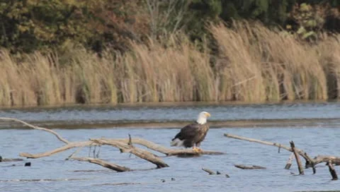 Bald Eagle Stock Footage