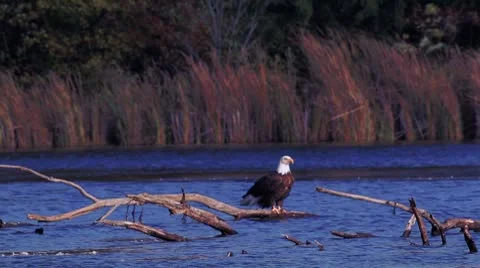 Bald Eagle Video stock 8917409