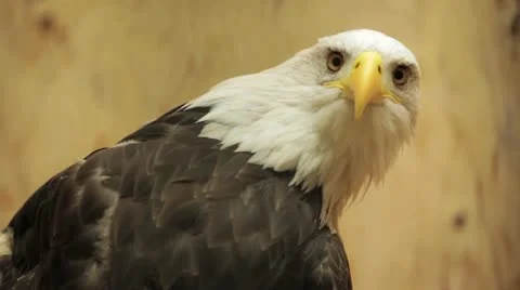 Bald Eagle Stock Footage
