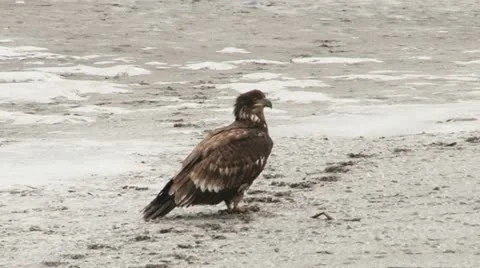 Bald Eagle Stock Footage 11520784