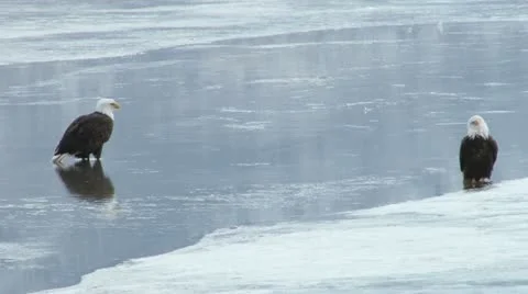 Bald Eagle Stock Footage 11531355