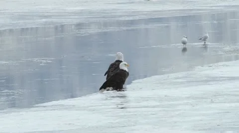 Bald Eagle Stock Footage 11532082