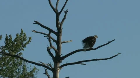 Bald Eagle Stock Footage 12686734
