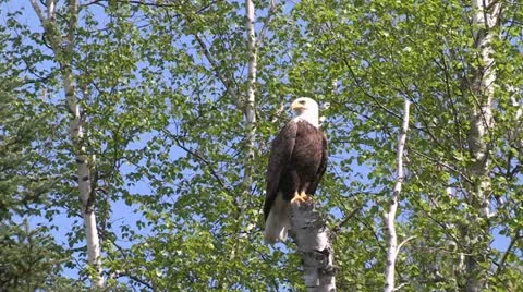Bald Eagle Stock Footage 12687006
