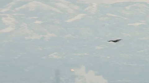 Bald Eagle Stock Footage 22305643