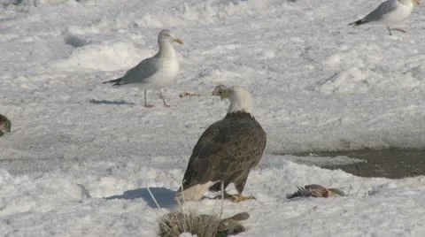Bald Eagle Stock Footage 22399188