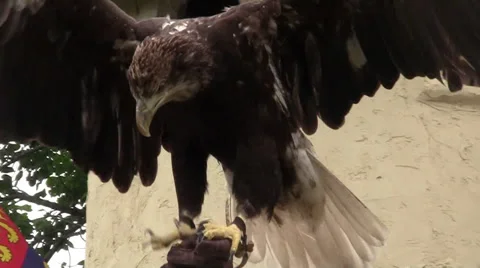 Bald Eagle Vidéo 29711063