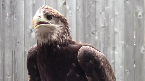 Bald Eagle Stock-Footage 29728477
