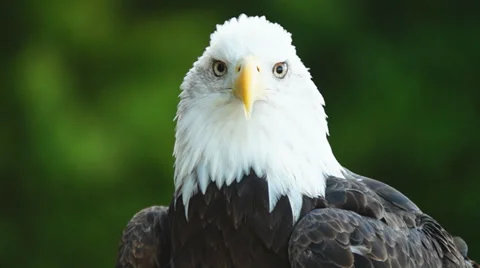 Bald Eagle Video stock 37851843
