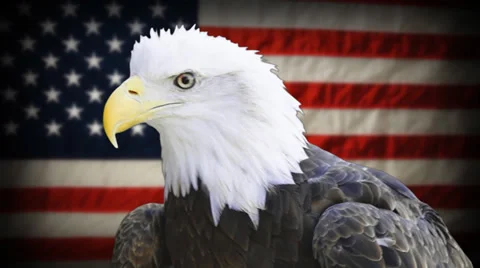Bald Eagle Stock Footage 38020795