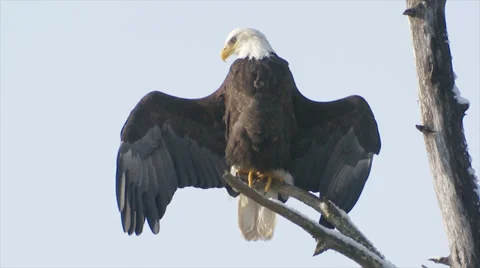 Bald Eagle Stock Footage 38840223