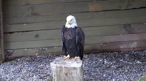 Bald Eagle Video stock 40579798