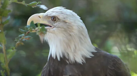 Bald Eagle Video stock 56258909