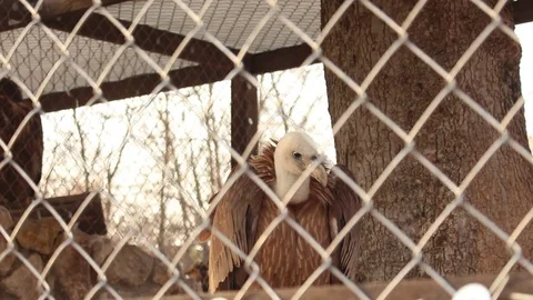 Bald Eagle Stock Footage 75038712