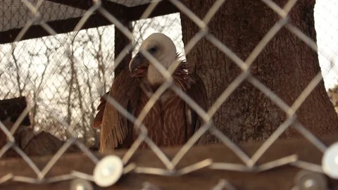 Bald Eagle Stock Footage 75038714