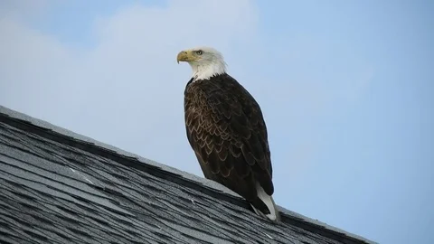 Bald Eagle Stock Footage 76993232