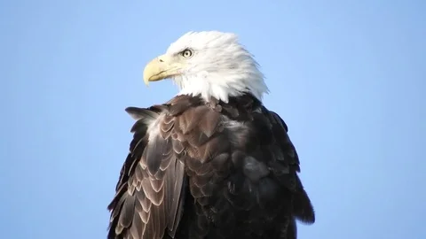 Bald Eagle Stock Footage 81715809