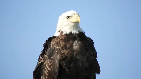 Bald Eagle Stock Footage 81715818