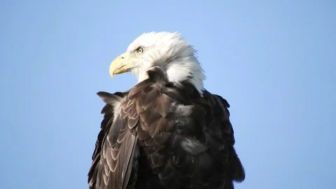Bald Eagle Stock Footage 81715823
