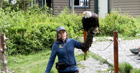 Bald Eagle Stock Footage 95566324