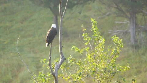 Bald Eagle Stock Footage 138894064