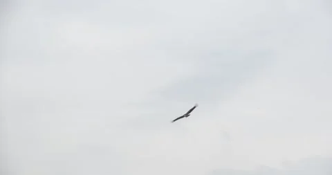 Bald eagle Stock Footage 150425354