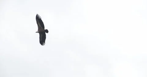 Bald eagle Stock Footage 150425356