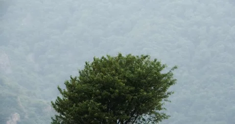 Bald eagle Stock Footage 150425382