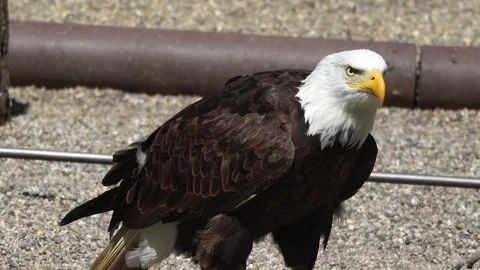  a bald eagle  Stock Footage 274227325