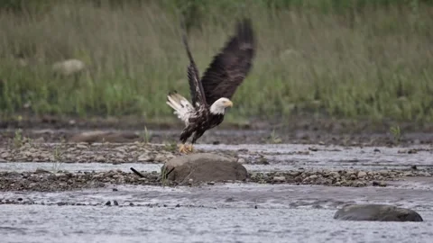 Bald Eagle 스톡 동영상 279320113