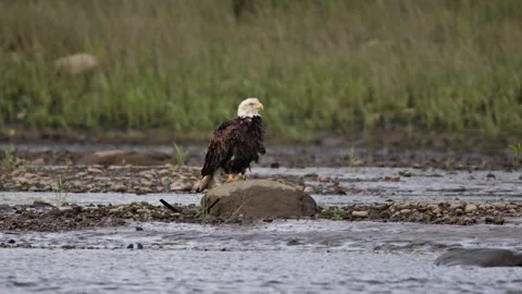 Bald Eagle 스톡 동영상 279320210