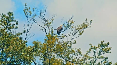 BALD EAGLE Stock-Footage 293401043