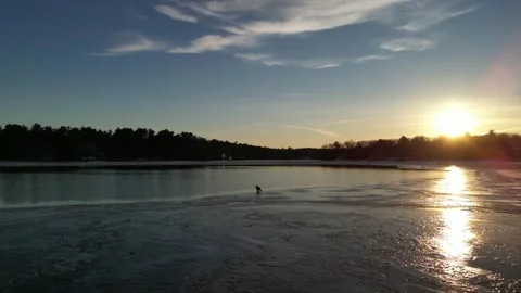 Bald Eagle Stock Footage 331240541